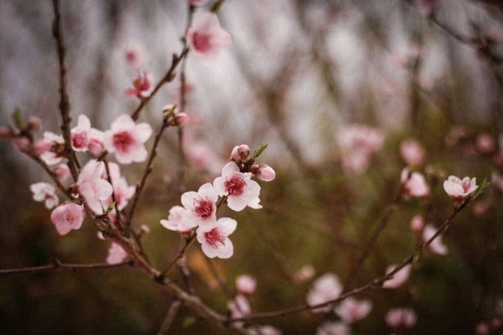 Pink blossoms representing life continuing alongside grief, with flowers at different stages of bloom.